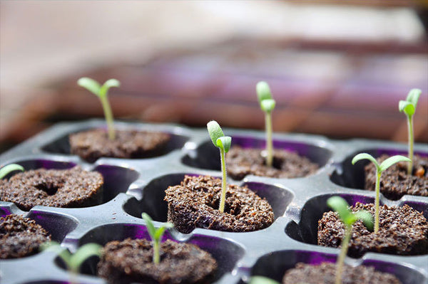 QROOT hydroponic garden system with herbs growing under LED light